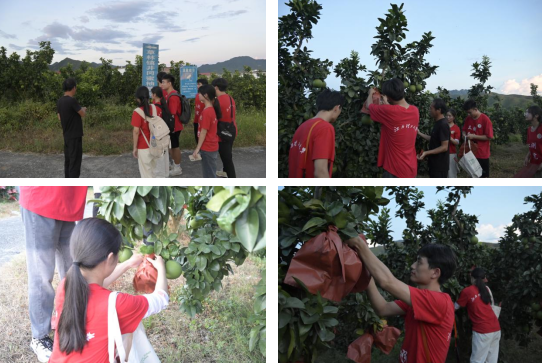 奈飞工厂
:深入走访调研 青春力量助力乡村振兴_fororder_图片8